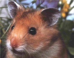 Hamster doré Mesocricetus auratus